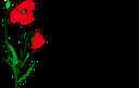 ampa.gif